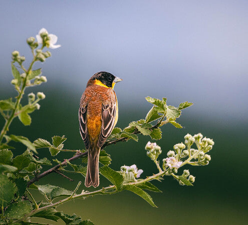 A red and black bird sitting on a flowering branch